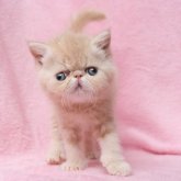 エキゾチックショートヘア