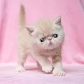 エキゾチックショートヘア