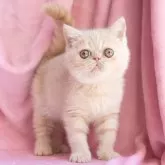 エキゾチックショートヘア
