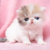 エキゾチックショートヘア