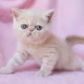 エキゾチックショートヘア