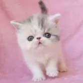 エキゾチックショートヘア