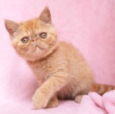 エキゾチックショートヘア