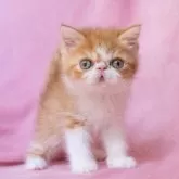 エキゾチックショートヘア