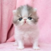 エキゾチックショートヘア