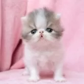 エキゾチックショートヘア