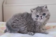 エキゾチックショートヘア【神奈川県・女の子・2024年11月28日・ブルータビー】の写真12