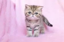 エキゾチックショートヘア【神奈川県・男の子・2025年12月18日・ブラウンタビー】の写真2