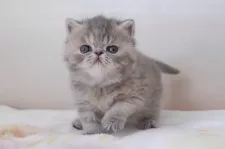 エキゾチックショートヘア【神奈川県・女の子・2024年11月28日・ブルータビー】の写真13