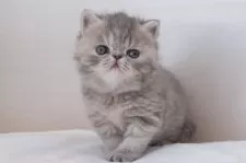 エキゾチックショートヘア【神奈川県・女の子・2024年11月28日・ブルータビー】の写真14