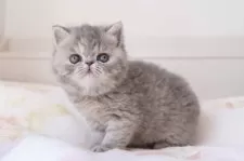 エキゾチックショートヘア【神奈川県・女の子・2024年11月28日・ブルータビー】の写真10