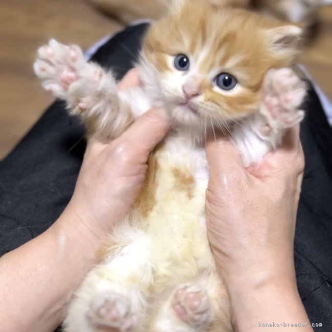 纐纈亮二ブリーダーのブログ：みんな大好き🥰