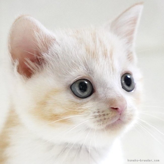 纐纈亮二ブリーダーのブログ：🎊子猫ちゃん掲載開始しました🎊