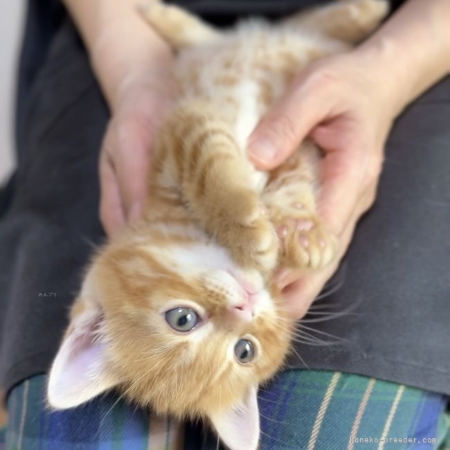 纐纈亮二ブリーダーのブログ：とろける子猫ちゃん育ってます☺️