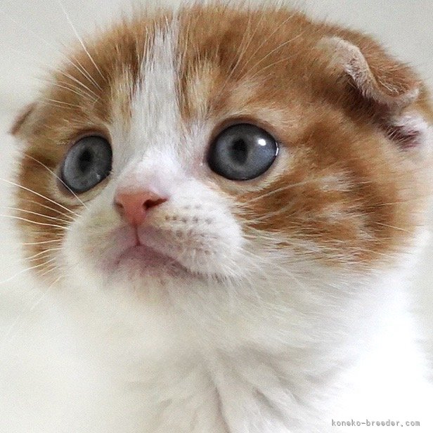 纐纈亮二ブリーダーのブログ：🎊子猫ちゃん掲載開始しました🎊