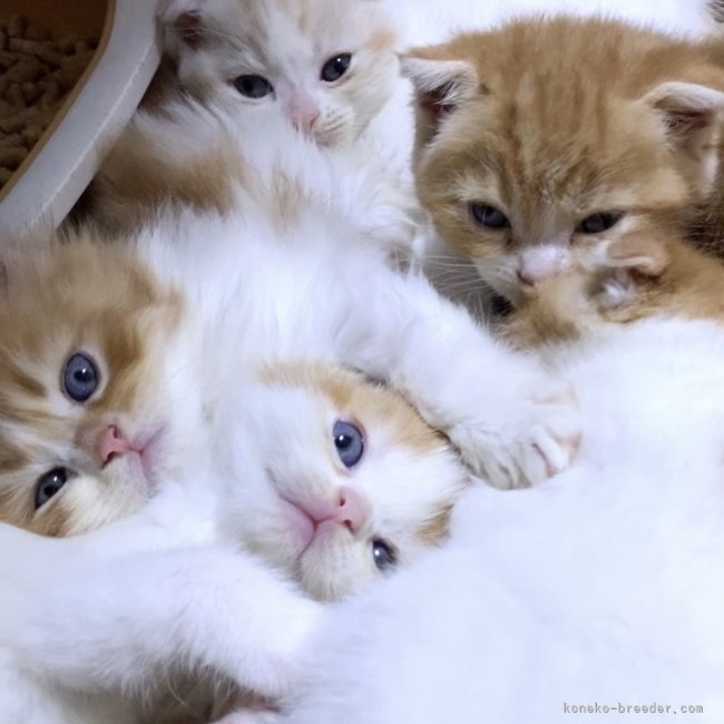 纐纈亮二ブリーダーのブログ：甘えん坊集団😎