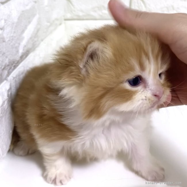 纐纈亮二ブリーダーのブログ：ふわふわ🥰