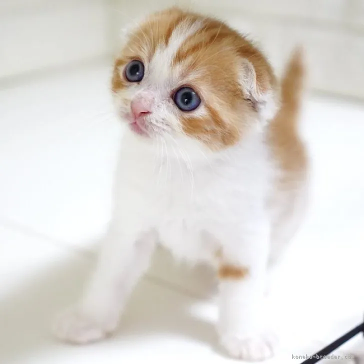 ID：2308-00904の子猫