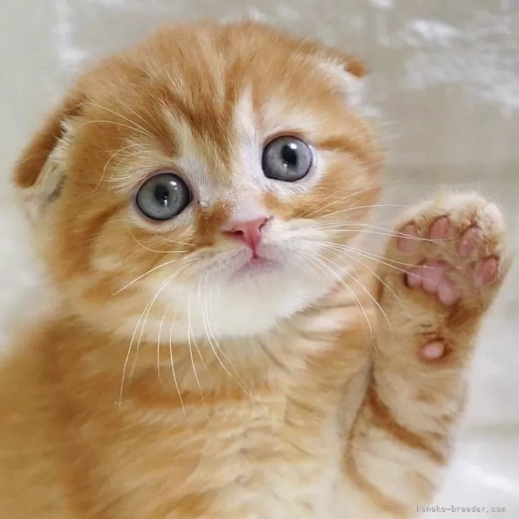 ID：2405-03827の子猫