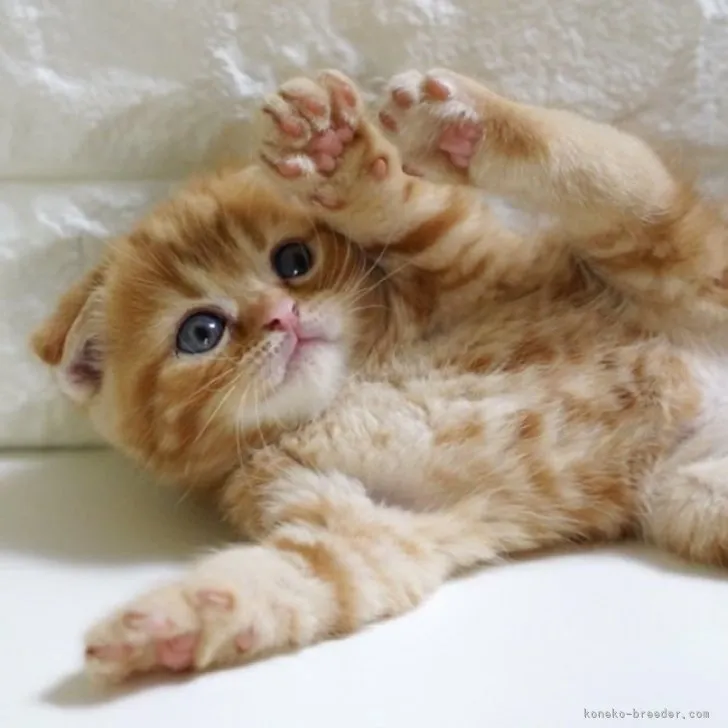 ID：2311-02759の子猫