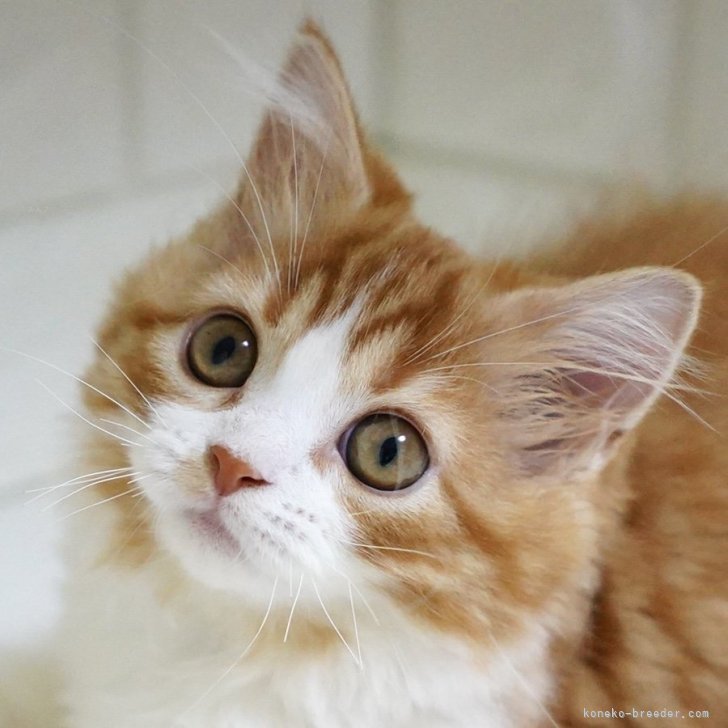 Richaros　セーラー風猫耳 Richaros セーラー風猫耳 Richaros セーラー風猫耳