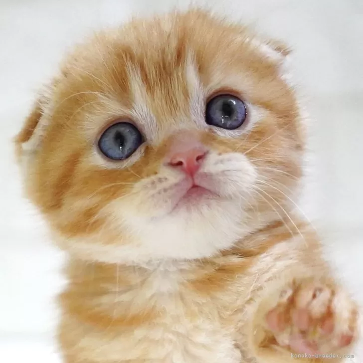 ID:2405-03829の子猫
