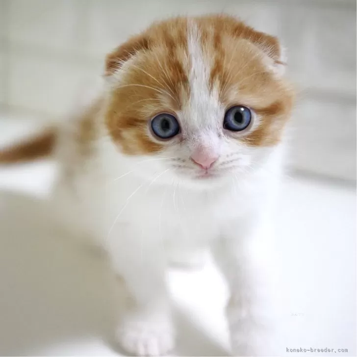 ID：2406-00131の子猫