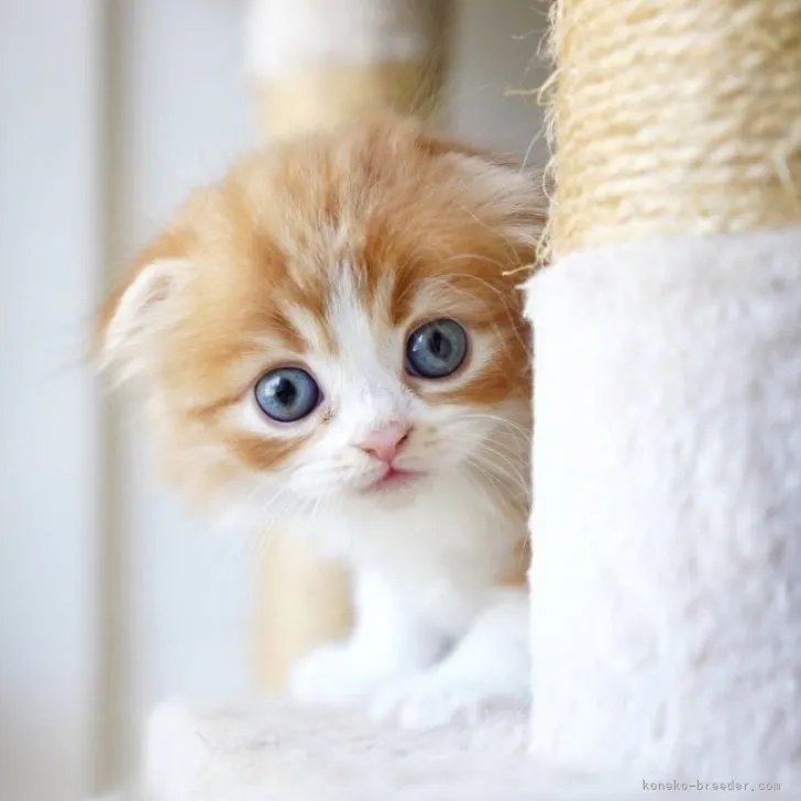 ID：2306-00590の子猫