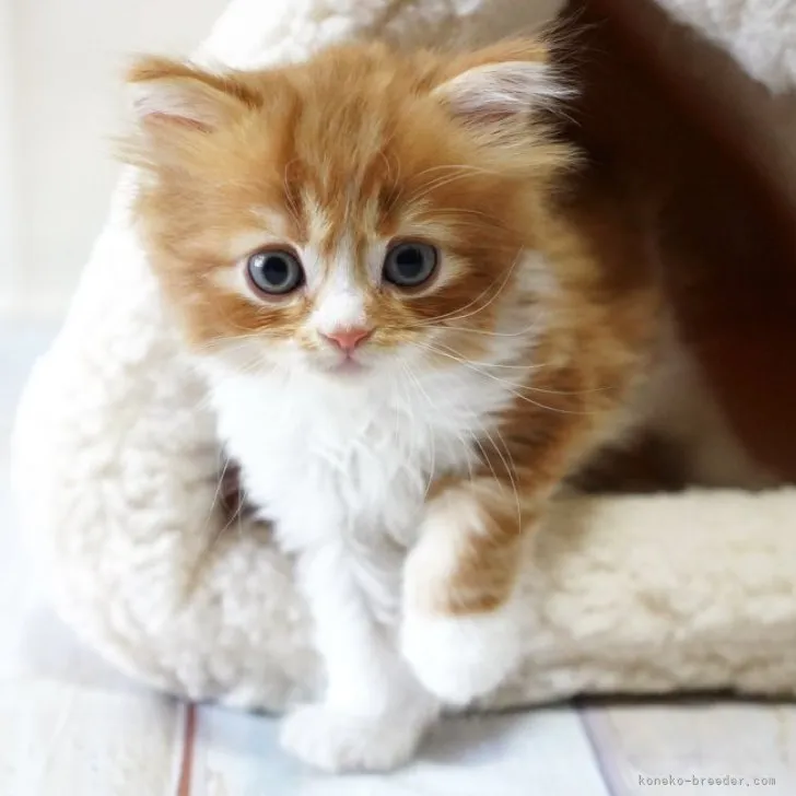 ID：2306-00589の子猫