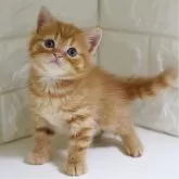 スコティッシュフォールド(立ち耳)【愛知県・男の子・2024年8月4日・レッドマッカレルタビー&ホワイト】の写真1