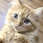 スコティッシュフォールド【・女の子・2024年2月11日・レッドマッカレルタビー】