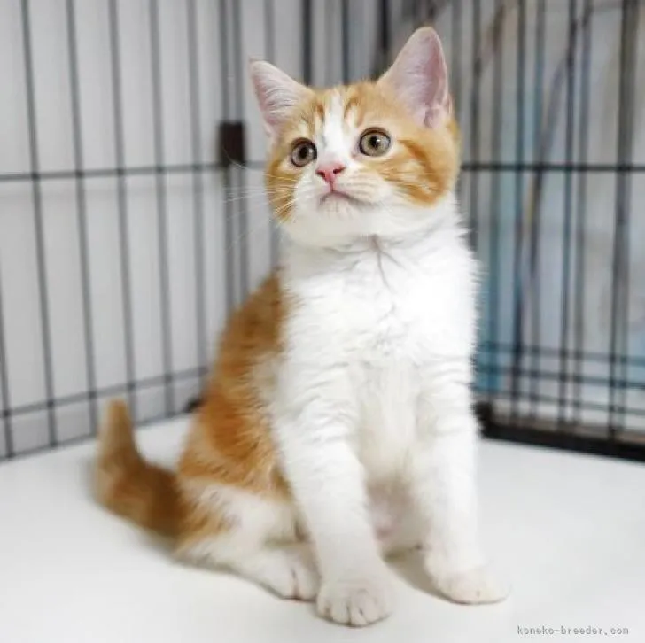 ID：2206-02517の子猫