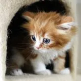 スコティッシュフォールド(立ち耳)【愛知県・男の子・2023年4月26日・レッドタビー&ホワイト】の写真2