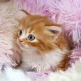 スコティッシュフォールド(立ち耳)【愛知県・男の子・2023年4月26日・レッドタビー&ホワイト】の写真4