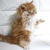 スコティッシュフォールド(立ち耳)【愛知県・男の子・2025年11月2日・レッドタビー&ホワイト】の写真10