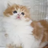 スコティッシュフォールド(立ち耳)【愛知県・男の子・2025年10月3日・レッドタビー&ホワイト】の写真10