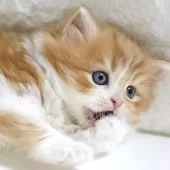 スコティッシュフォールド(立ち耳)【愛知県・男の子・2025年10月3日・レッドタビー&ホワイト】の写真11