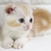 スコティッシュフォールド(折れ耳)【愛知県・女の子・2025年7月26日・クリームタビー&ホワイト】の写真11