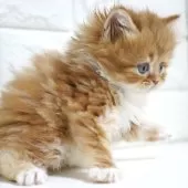 スコティッシュフォールド(立ち耳)【愛知県・男の子・2025年11月2日・レッドタビー&ホワイト】の写真12