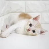 スコティッシュフォールド(立ち耳)【愛知県・女の子・2025年7月26日・クリームタビー&ホワイト】の写真12