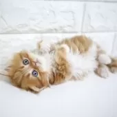 スコティッシュフォールド(立ち耳)【愛知県・男の子・2025年11月2日・レッドタビー&ホワイト】の写真13