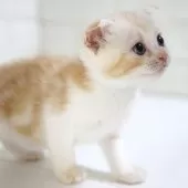 スコティッシュフォールド(折れ耳)【愛知県・女の子・2025年7月26日・クリームタビー&ホワイト】の写真13