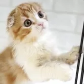 スコティッシュフォールド(折れ耳)【愛知県・女の子・2025年4月3日・レッドタビー&ホワイト】の写真14