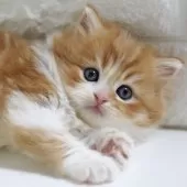 スコティッシュフォールド(立ち耳)【愛知県・男の子・2025年10月3日・レッドタビー&ホワイト】の写真15