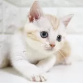 スコティッシュフォールド(立ち耳)【愛知県・女の子・2025年7月26日・クリームタビー&ホワイト】の写真15