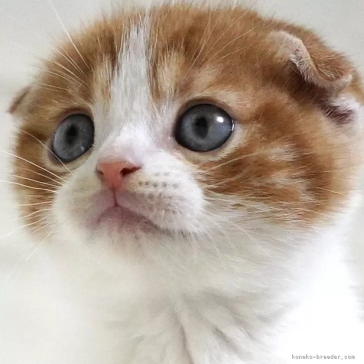 ID：2511-01819の子猫