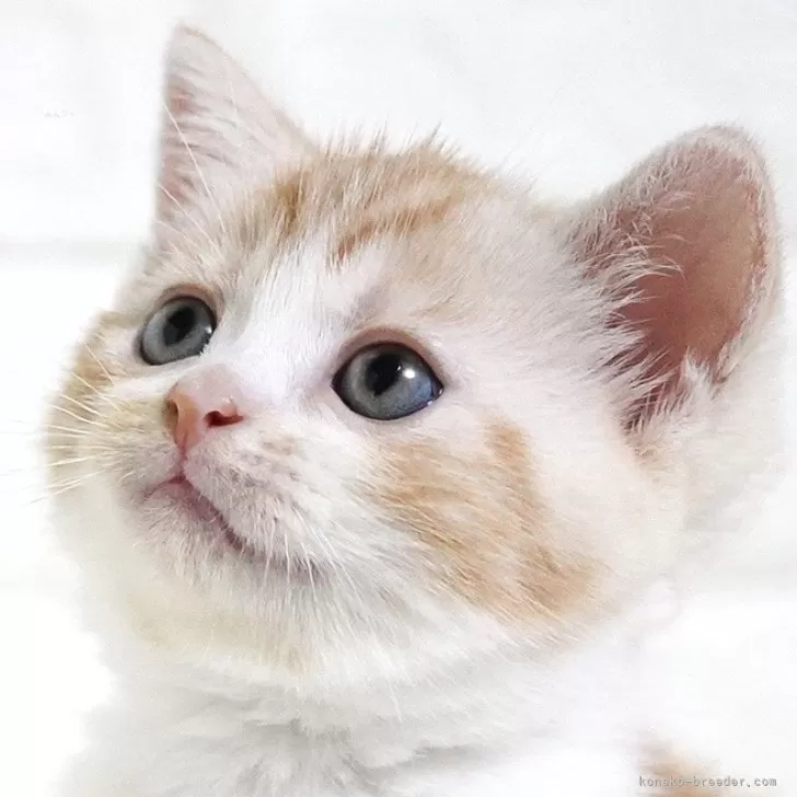 ID：2605-03860の子猫