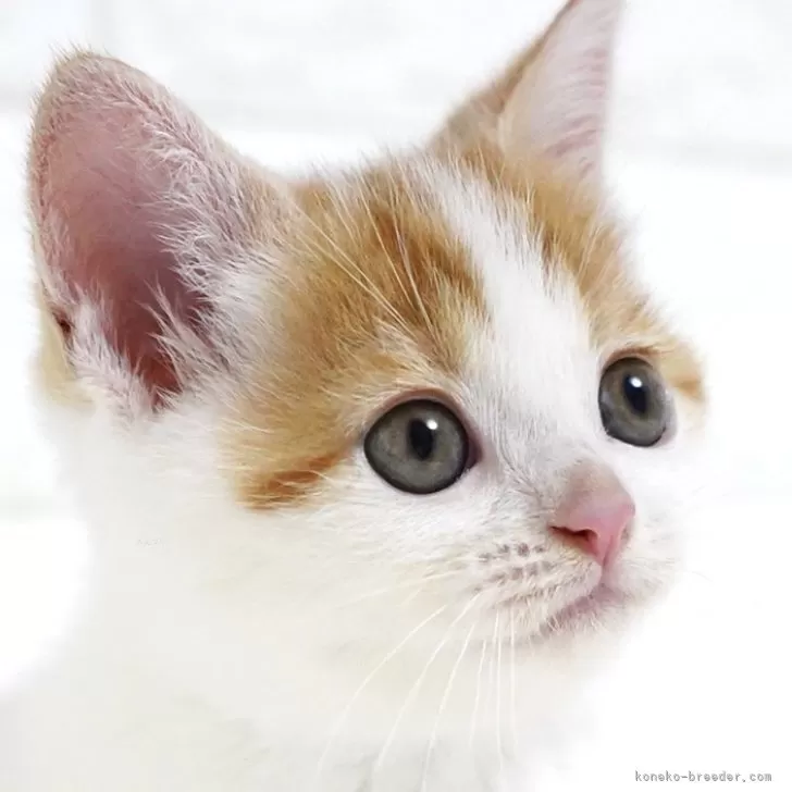 しろくま 様のお迎えした子猫