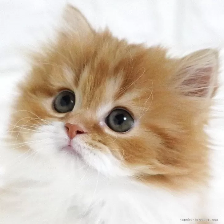 ID：2601-01173の子猫