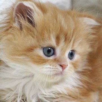 スコティッシュフォールド(立ち耳)【愛知県・女の子・2025年11月2日・レッドタビー&ホワイト（長毛）】の写真「✨抱っこ大好き！とろける子猫ちゃん✨」